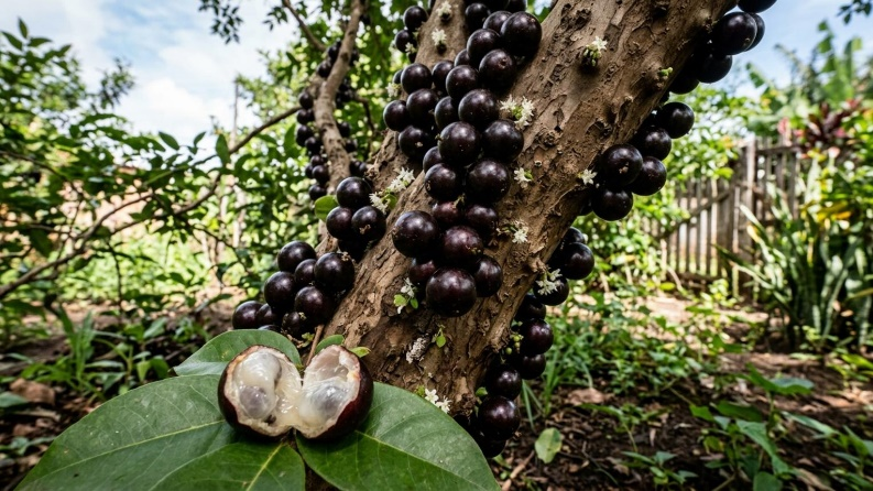 Jabuticaba